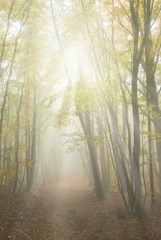misty yellow autumn forest in a rays of sun
