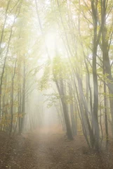  misty yellow autumn forest in a rays of sun © Yuriy Kulik