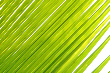 texture of coconut leaf