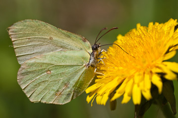 The green butterfly
