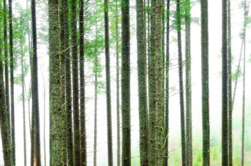 Fototapeta na wymiar Abstract Forest Blur Background
