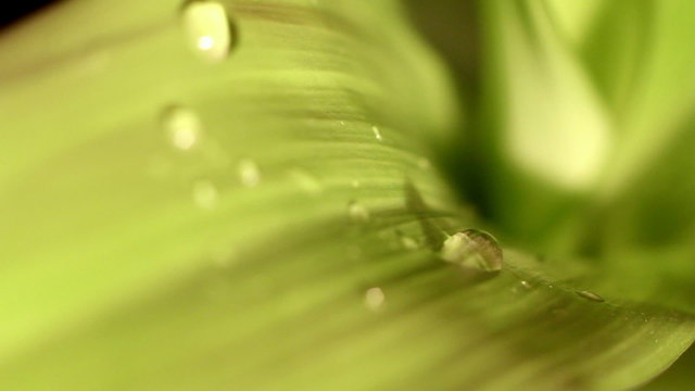 дождь на листьях