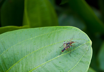 insect breed