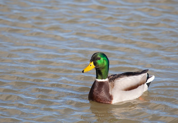 Pato en Salburua, Vitoria, Alava, Spain