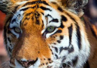 Portrait of  tiger