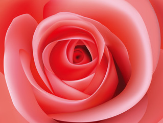 Macro image of dark pink rose. Vector illustration.