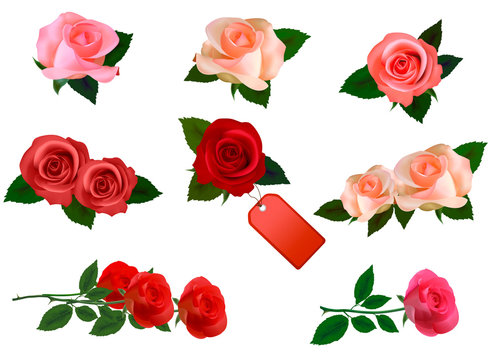 Set with a beautiful roses. Photo-realistic vector.