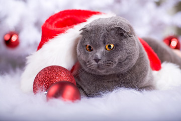 xmas portrait of a cat