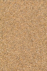 wheat seeds