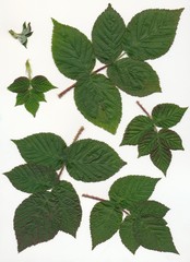 Fototapeta na wymiar leaves of rose shrub