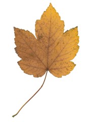 autumn leaf of maple tree