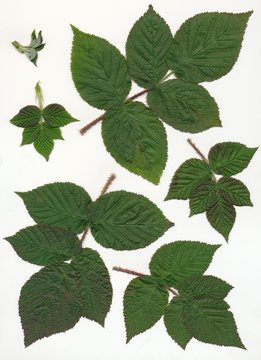 leaves of rose shrub