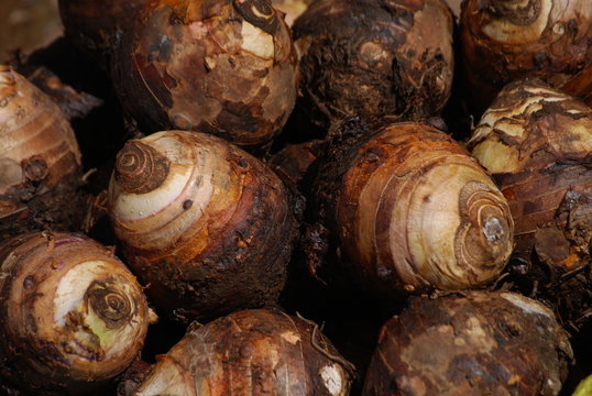 Tubercules de taro