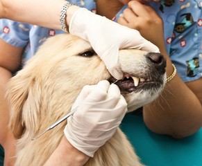 Veterinarian Cleaning Dog's Teeth