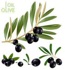 Photo-realistic vector illustration. Black olives with leaves.