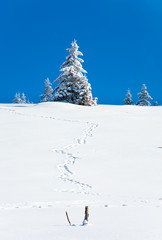 Winter snowy fir trees  and trace on snow