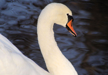 Obraz premium Beautiful and Graceful Swan