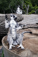 Ring-tailed lemurs (Lemur catta) posing