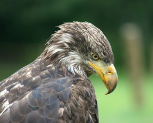 Obraz premium aigle a tete blanche