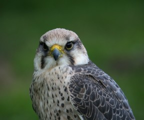 oiseau de proie