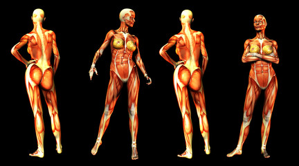 Females With Muscles