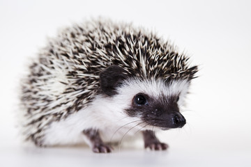 Fototapeta premium Hedgehog