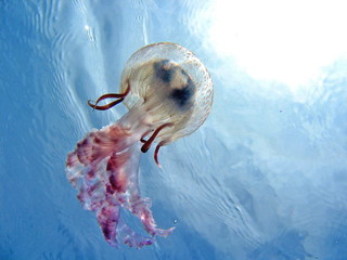 Underside view of a jellyfish in the Mediterranean sea