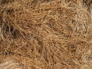 Hay