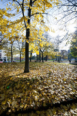 green leaves blue sky