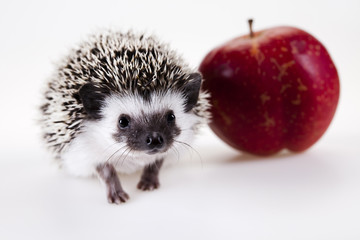 Hedgehog with apple