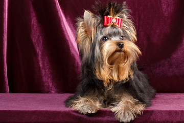 Yorkshire terrier puppy