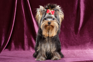 Yorkshire terrier puppy