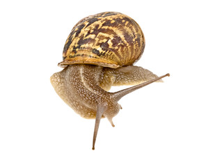 Clsoe up of Burgundy (Roman) snail isolated on white background