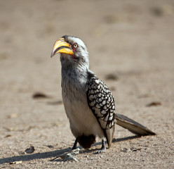 Yellow billed hornbill walking on the ground in the sun