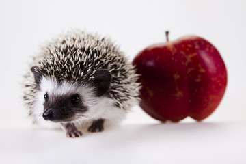 Hedgehog with apple