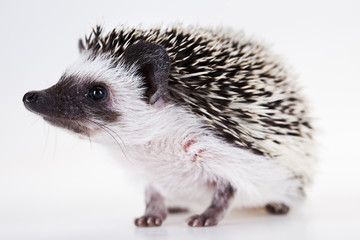 Hedgehog