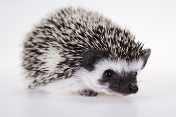 Hedgehog