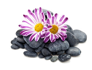 Fototapeta na wymiar stones and flowers