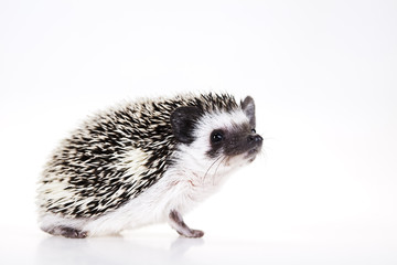 Autumnal animal - Hedgehog