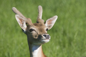 portrait von einem jungen reh