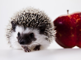 Hedgehog with apple