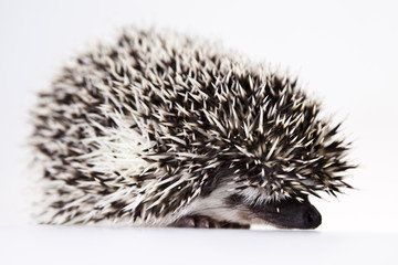 Hedgehog