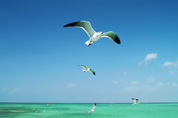 Fototapeta na wymiar The seagull flying over the sea