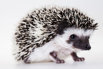 Autumnal animal - Hedgehog