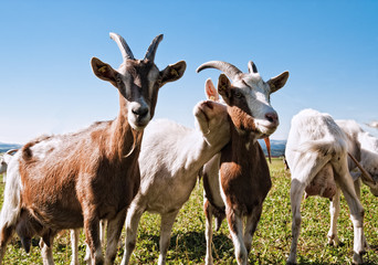 Group of Goats