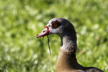 Nilgans