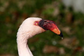 Zwergflamingo