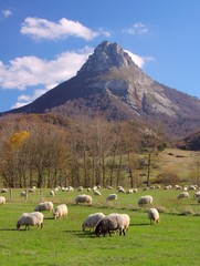 Fototapeta na wymiar Stado wypasu owiec, Mount San Donato, Navarra
