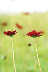 チョコレートコスモス