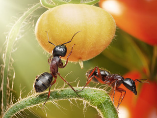 ants checking tomatos in backlight